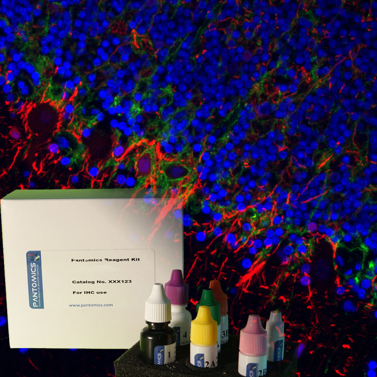 Thumbnail: PanDouble™ Immunofluorescence Mouse&Rabbit Ig Detection Kit