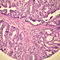 H05