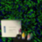 Thumbnail: PanFluor™ 488 Immunofluorescence Rabbit Ig Detection Kit