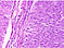 A01