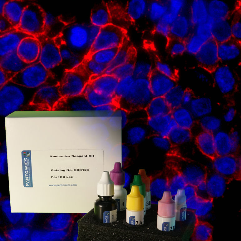 Thumbnail: PanFluor™ 594 Immunofluorescence Mouse Ig Detection Kit