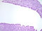 H04
