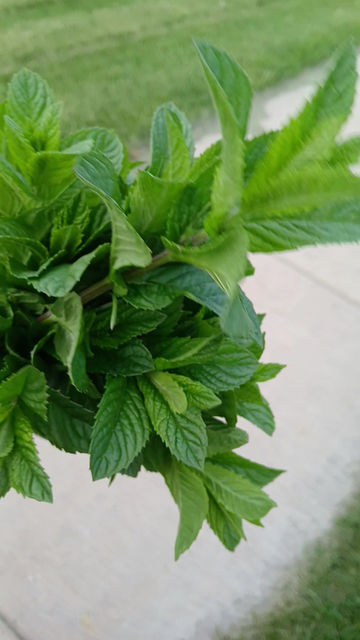 Thumbnail: Herbal tea ready made