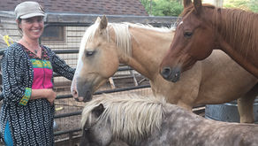 Dr. Hart with the horse herd