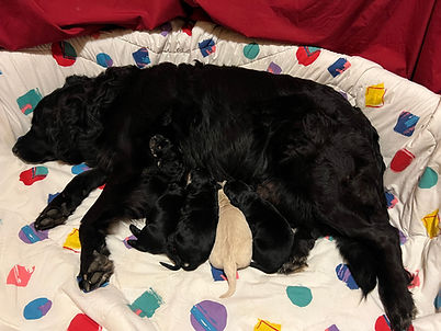 BB Litter Nov 2025.jpg