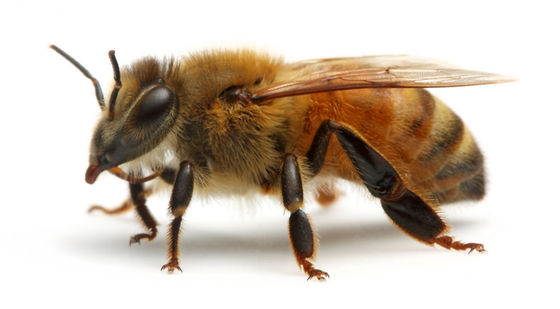BEES AND US