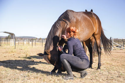 horse bowing