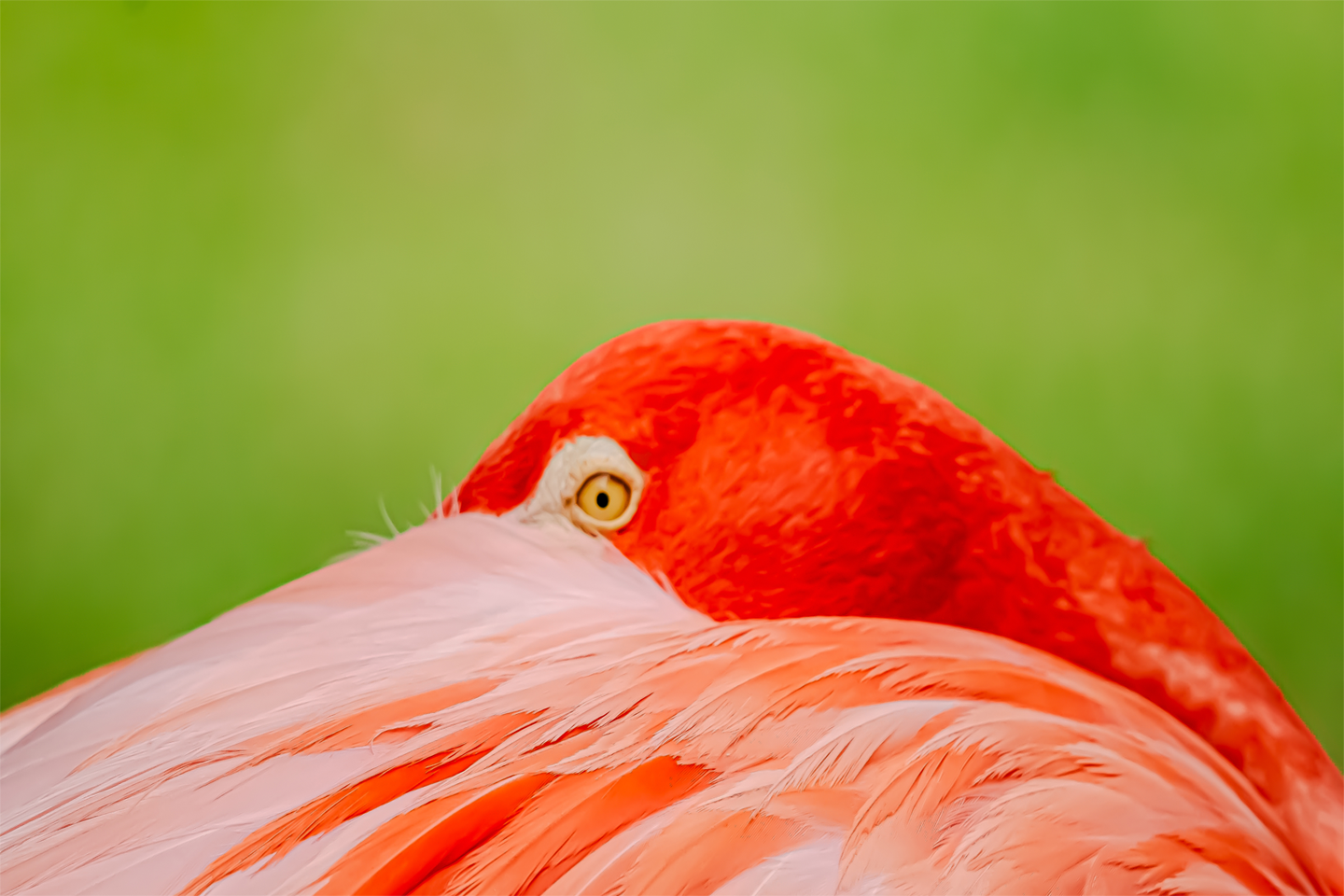 Flamingo Rising