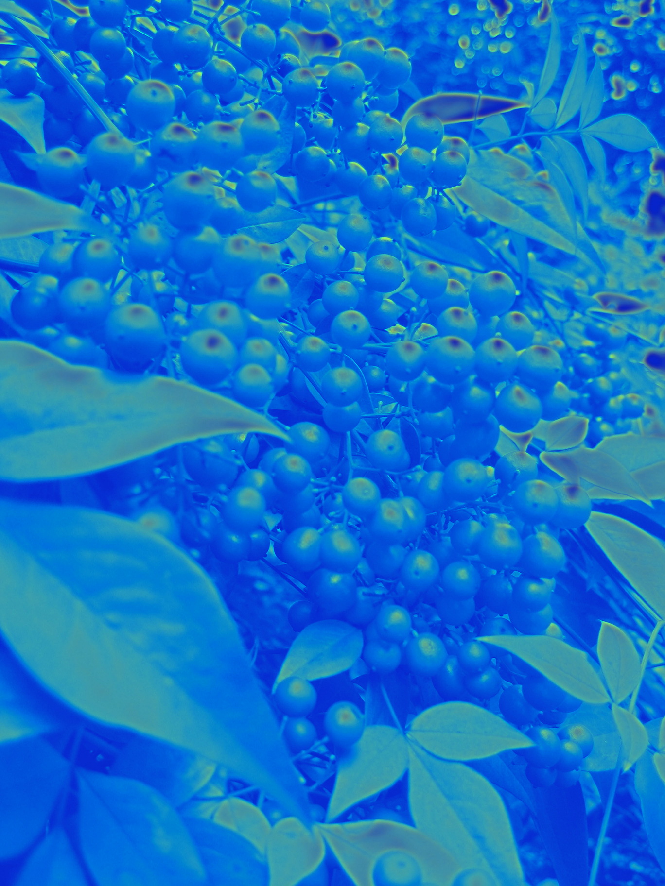 Heavenly Berries II