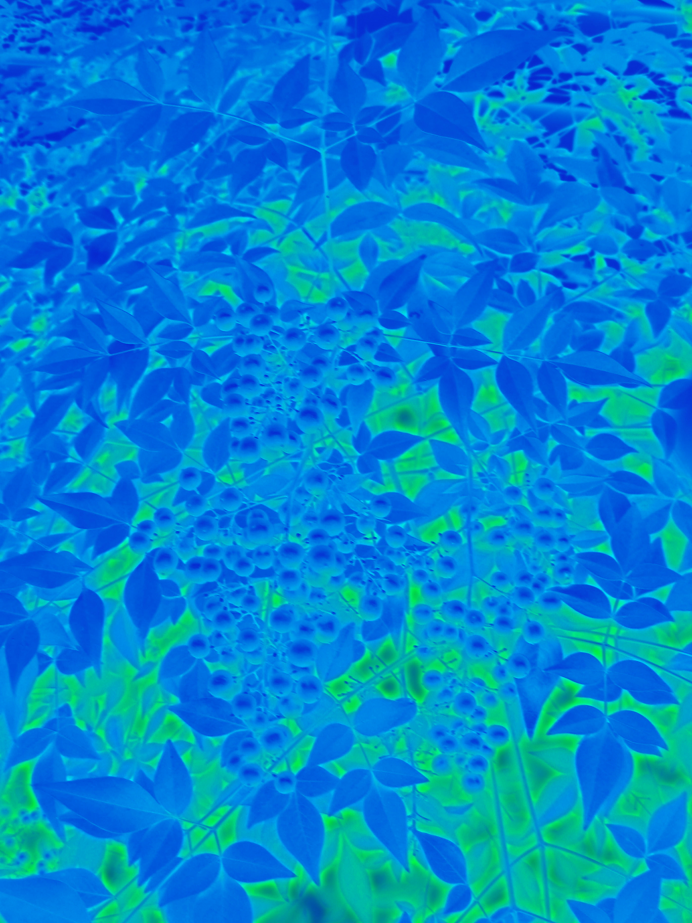 Heavenly Berries I