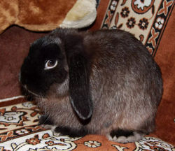 Вислоухий баран