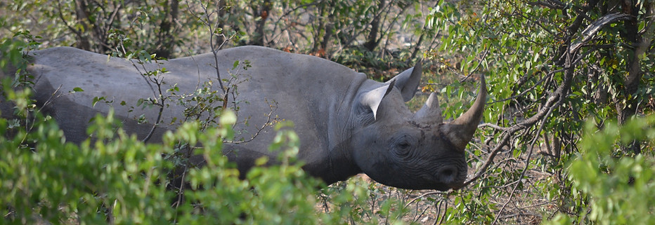 Rhinoceros