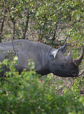 Rhinoceros