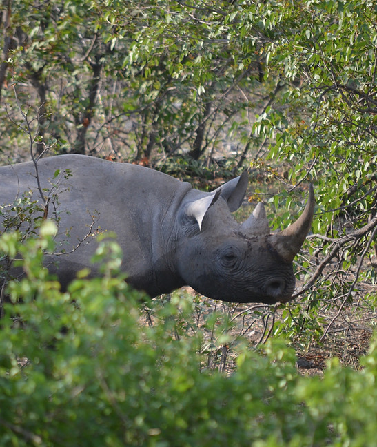 Rhino In Wild