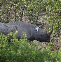 Rhinoceros