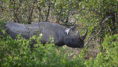 Rhinos Reintroduced to Restore African Grasslands and Biodiversity