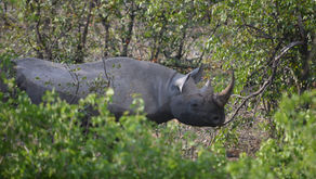 गैंडे के बारे में रोचक तथ्य। | Rhinoceros Facts In Hindi.