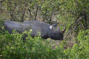 The Rhino Population Has Increased! 