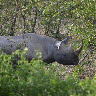 Rhinoceros