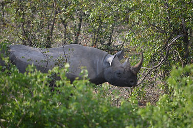 Rhinoceros