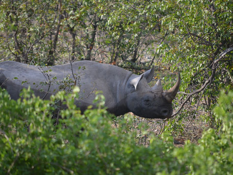 The Rhino Population Has Increased!