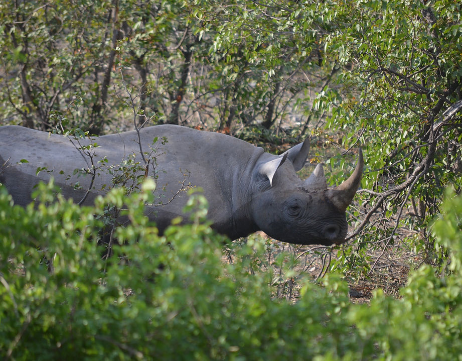 Rhinoceros