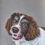 Thumbnail: Max the Springer Spaniel greetings card.