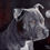 Thumbnail: Wee Max the Staffy greetings card.
