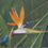 Thumbnail: Blue frog on bird of Paradise