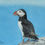 Thumbnail: Puffin greetings card
