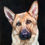 Thumbnail: German Shepherd greetings card