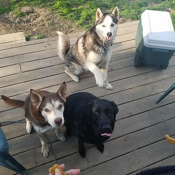 Our Fur Babies waiting for Treats