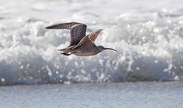 whimbrel 5C0A6272.jpg