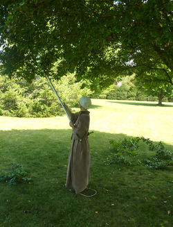 pruning