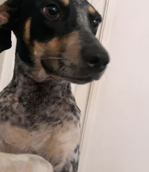 Perro