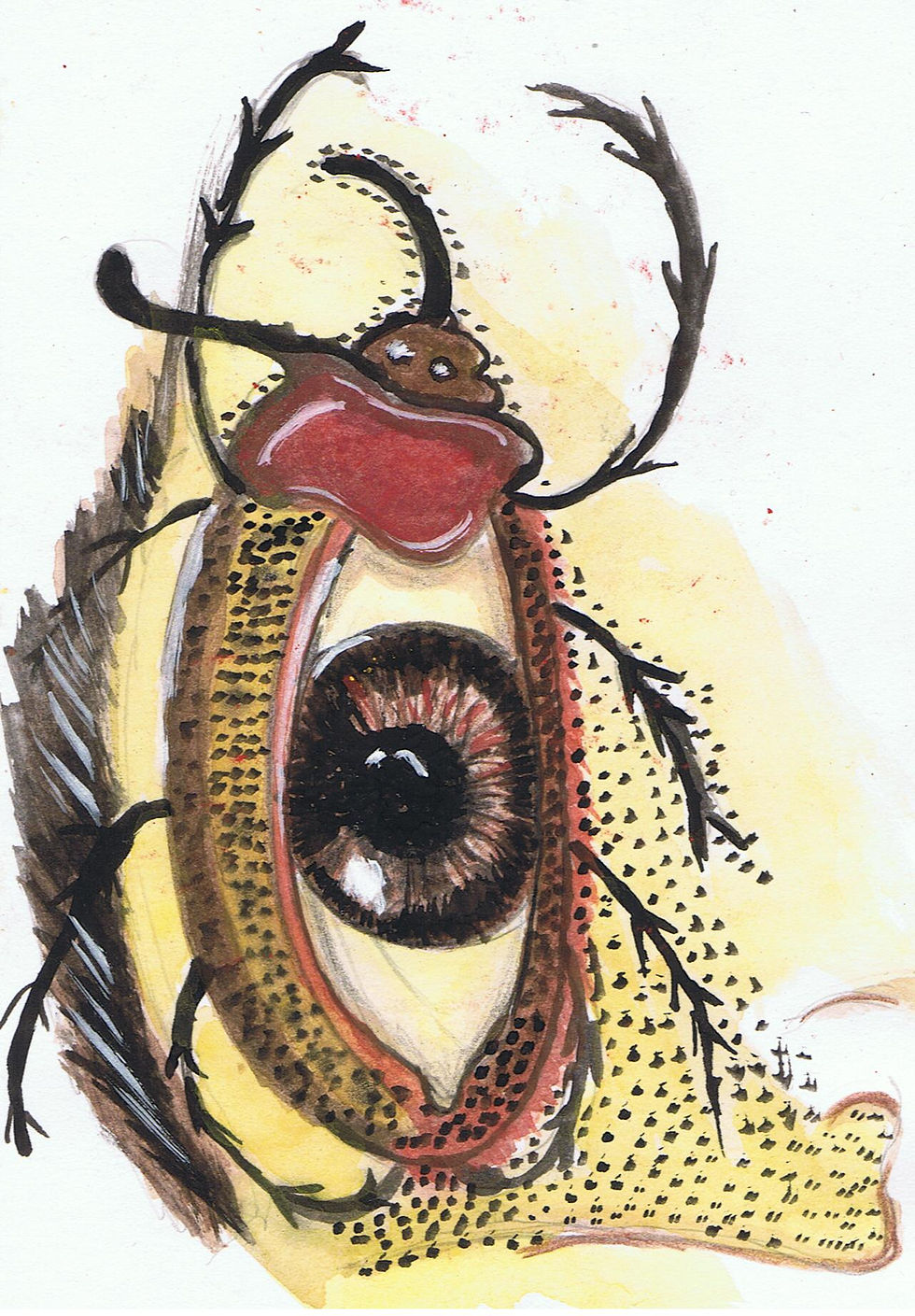 Insecto ojo .