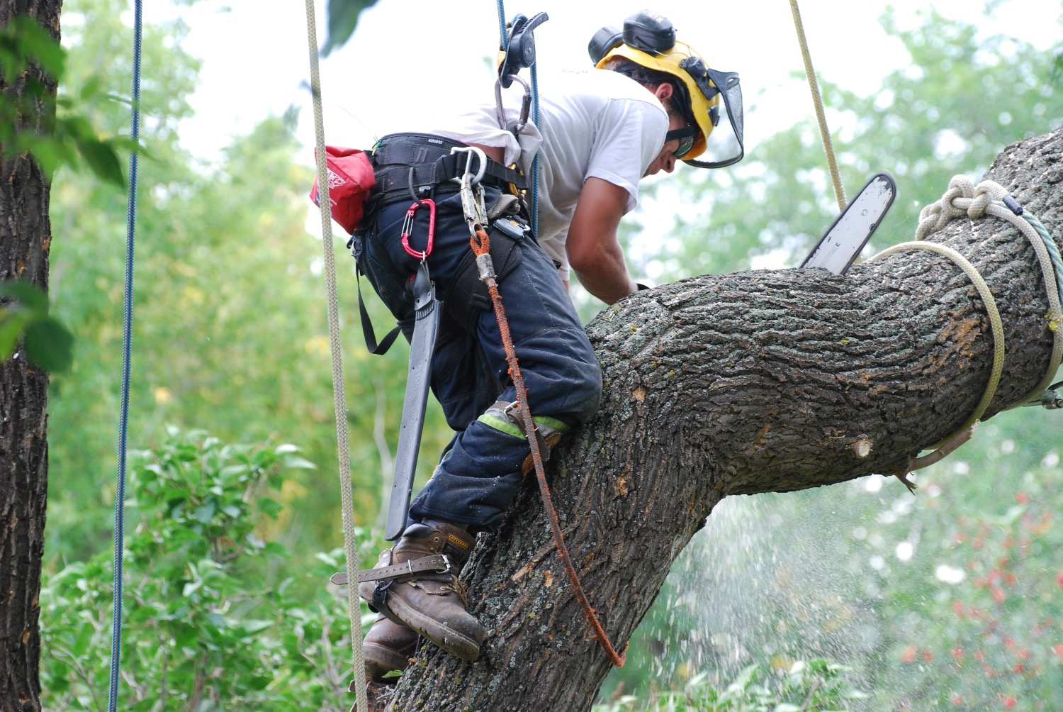 Tree care services