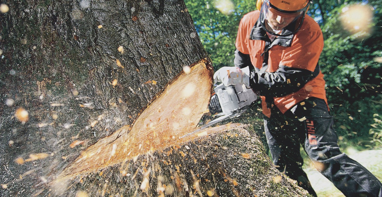 Professional tree care services