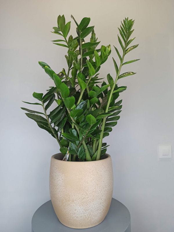 Zamioculcas (Zamioculcas zamiifolia)