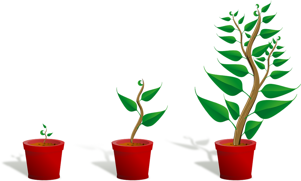 Three Plants in Pots Smallest to Largest