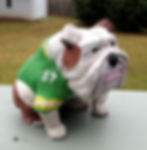 Packer Dog