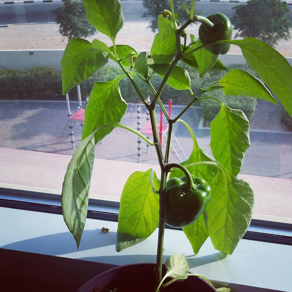 classroom garden indoor gardening with kids