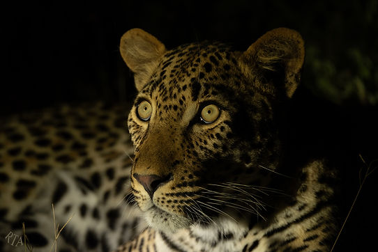 Young-leopard-at-night.jpg