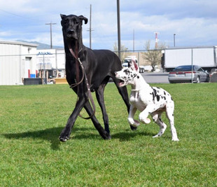 Am GCH CH/CAN CH Colras Dunn it Right 2 Impress CGC, TDI