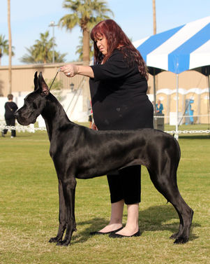 Int CH Colras DRR Tight Fitten Black Genes