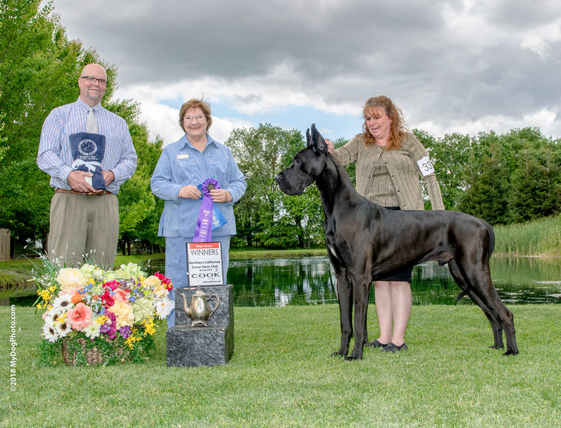 2018-04-29-SUN-NORCAL-GREAT-DANES_wd.jpg