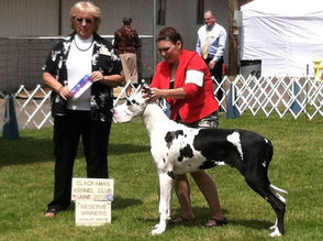 UKC CH/Int ComCH DRR RSD U Lucky Son Of A Gun