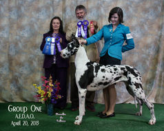 GCH CH/CAN CH Justdanes Cash's Little Kitten, CGC