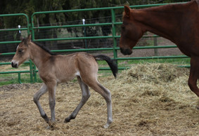 Ronan and Lux_edited.jpg