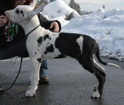 UKC CH/Int ComCH DRR RSD U Lucky Son Of A Gun